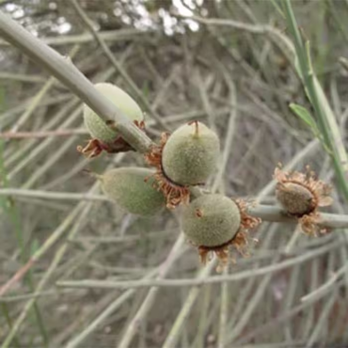 بذر درخت بادام ارژن 10 عددی