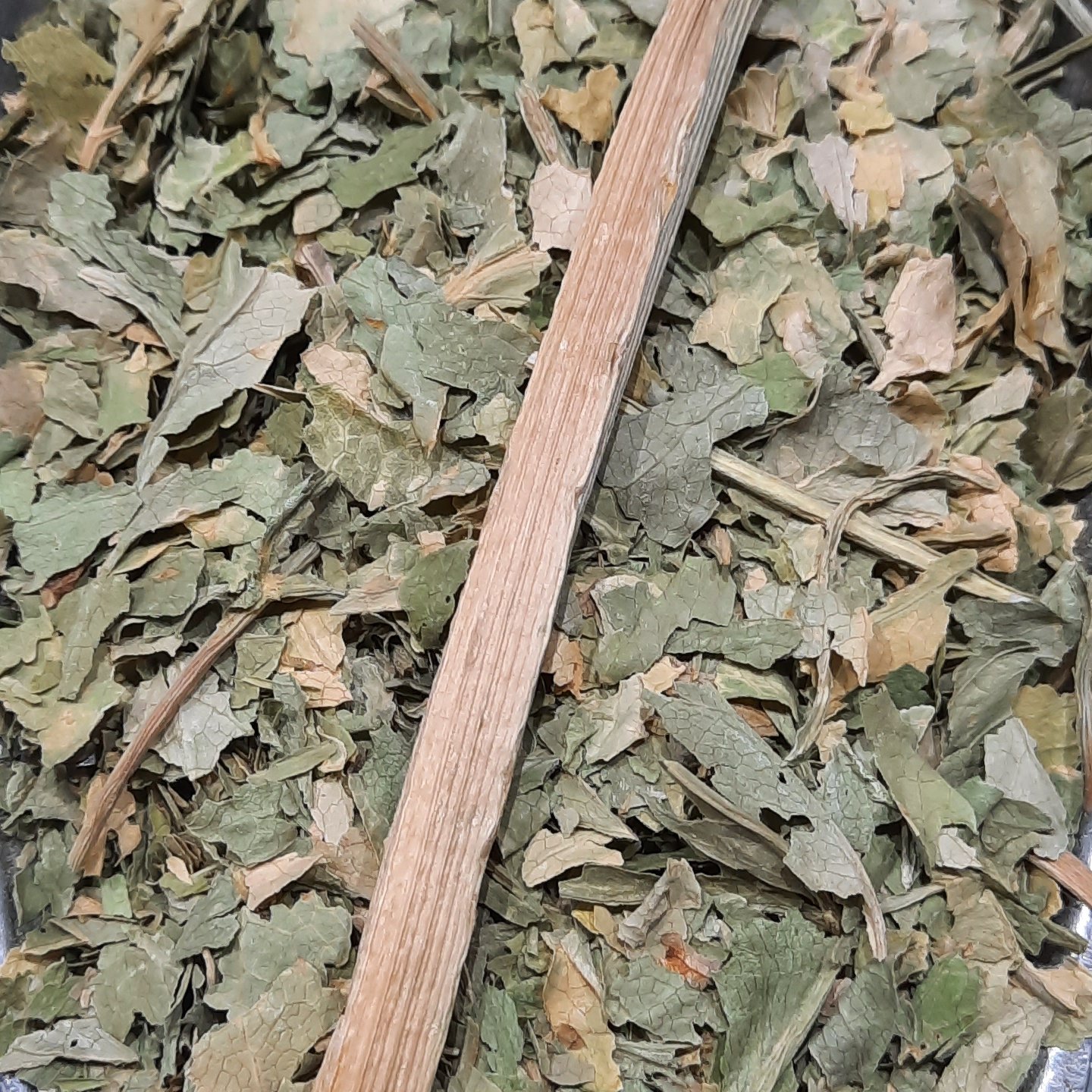 کرفس کوهی