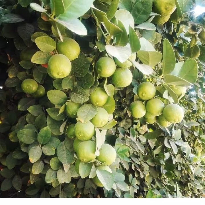 بذرلیمو جنوب خالص 20گرمی