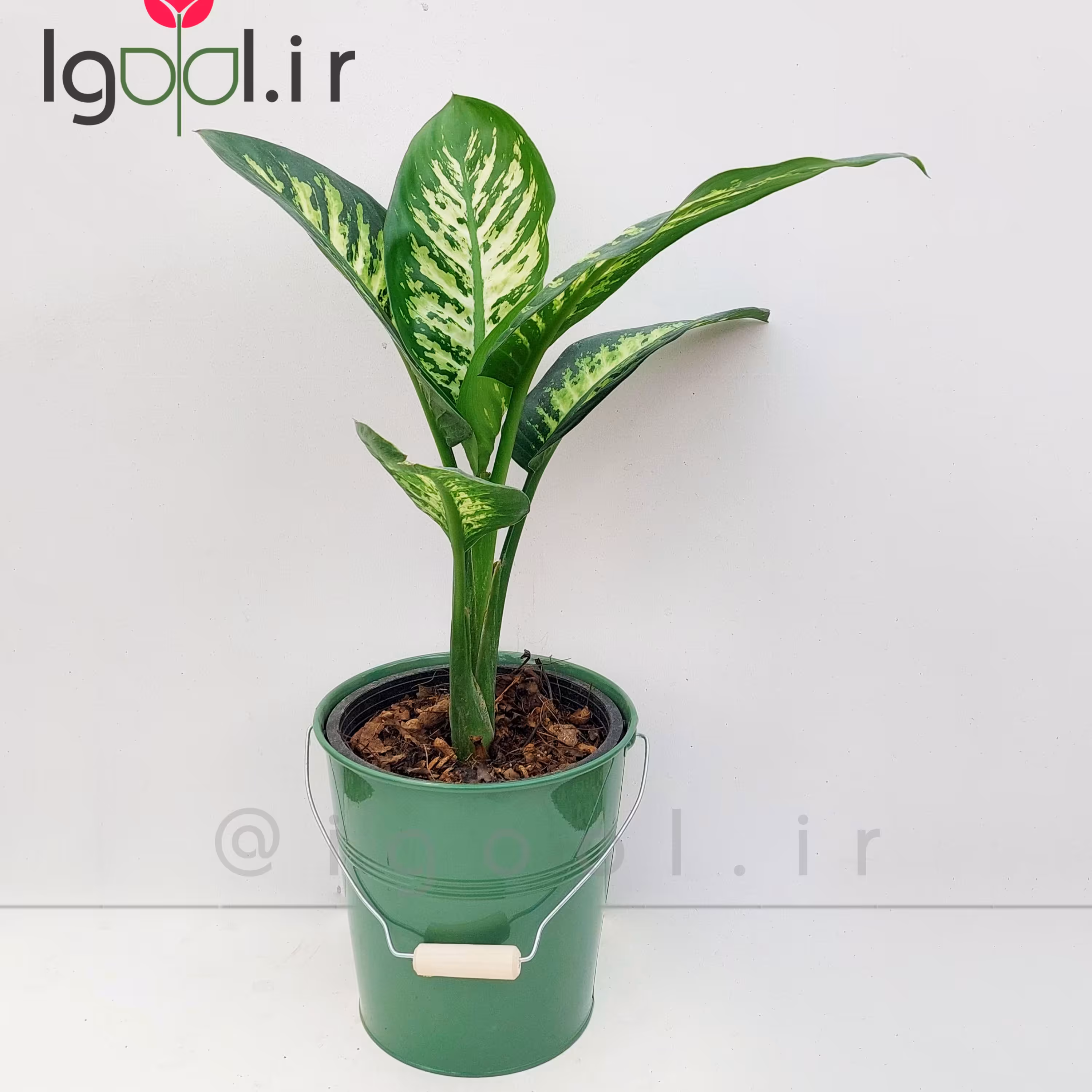 دیفن باخیا گیاه آپارتمانی مقاوم با گلدان فلزی