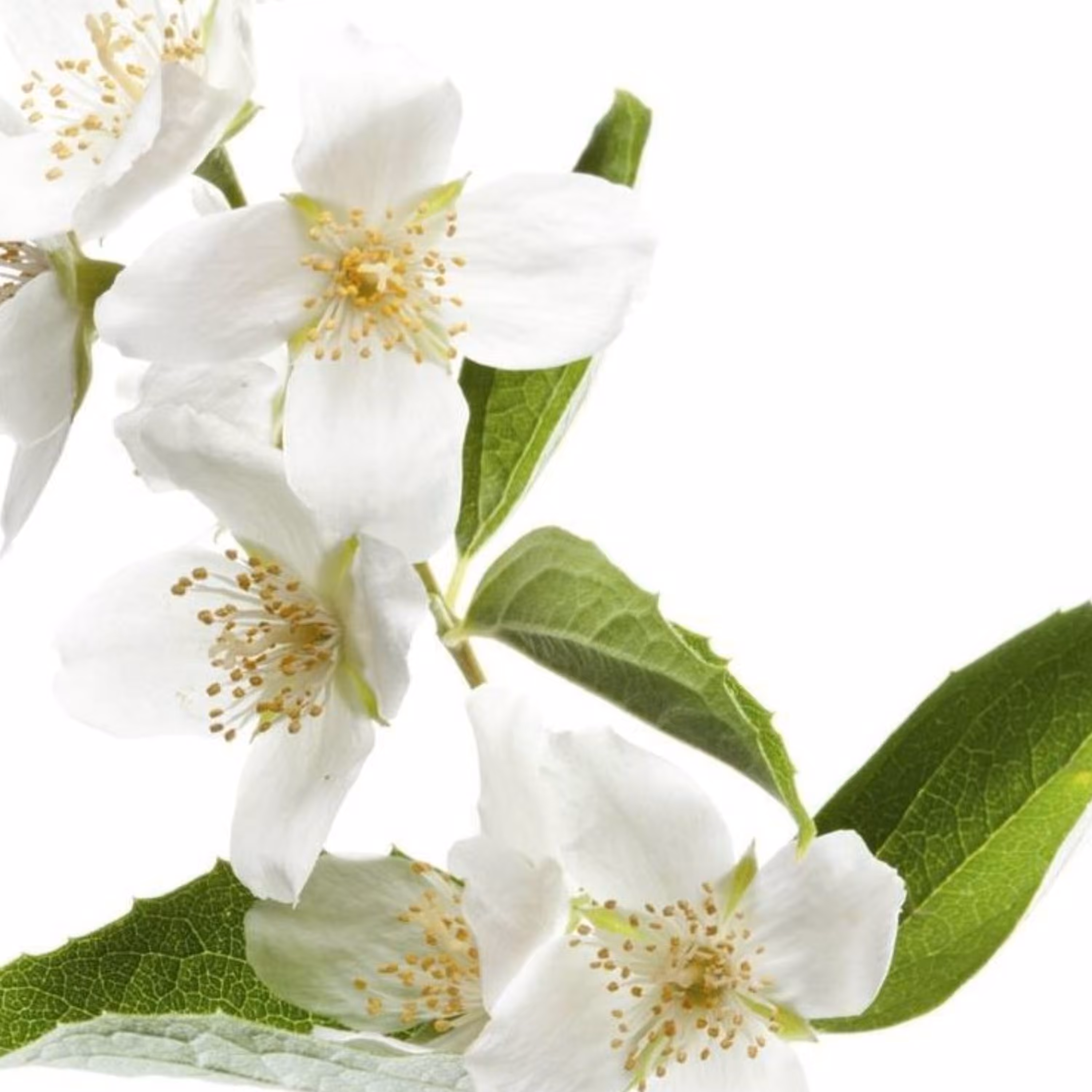 عرق بهار نارنج