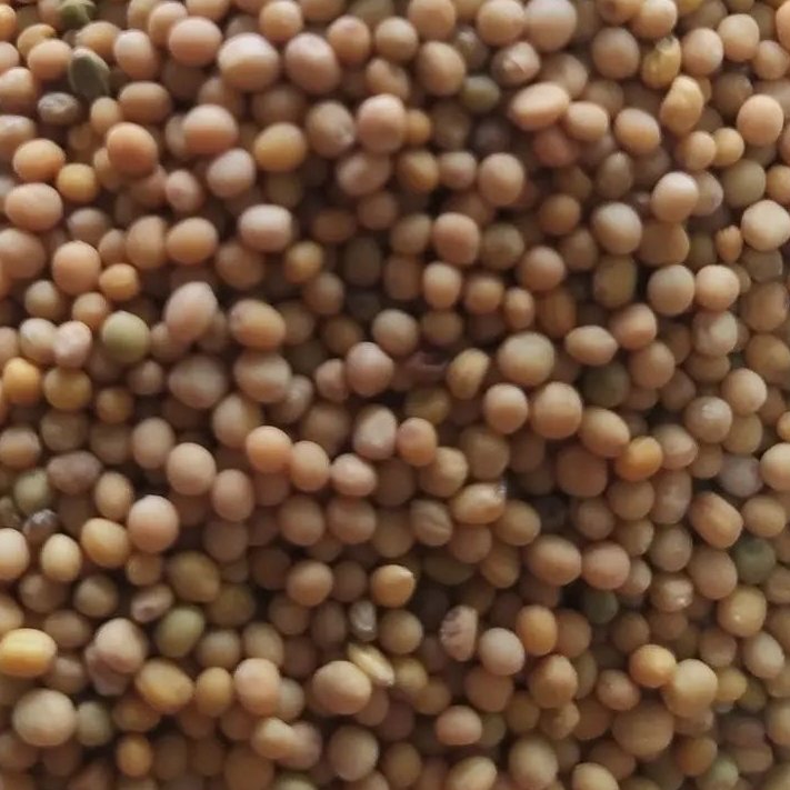 دانه خردل درجه یک 150 گرم