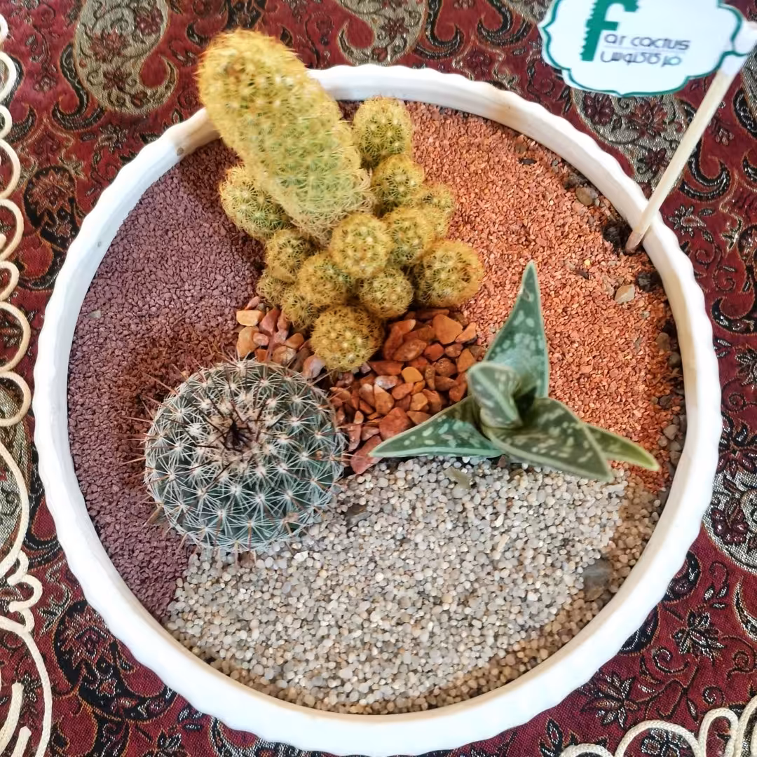 باغچه کاکتوسی مناسب هدیه با گلدان سرامیکی با رنگ دلخواه