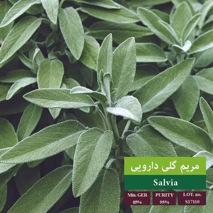 بذر مریم گلی دارویی - بذر طلایی رویان