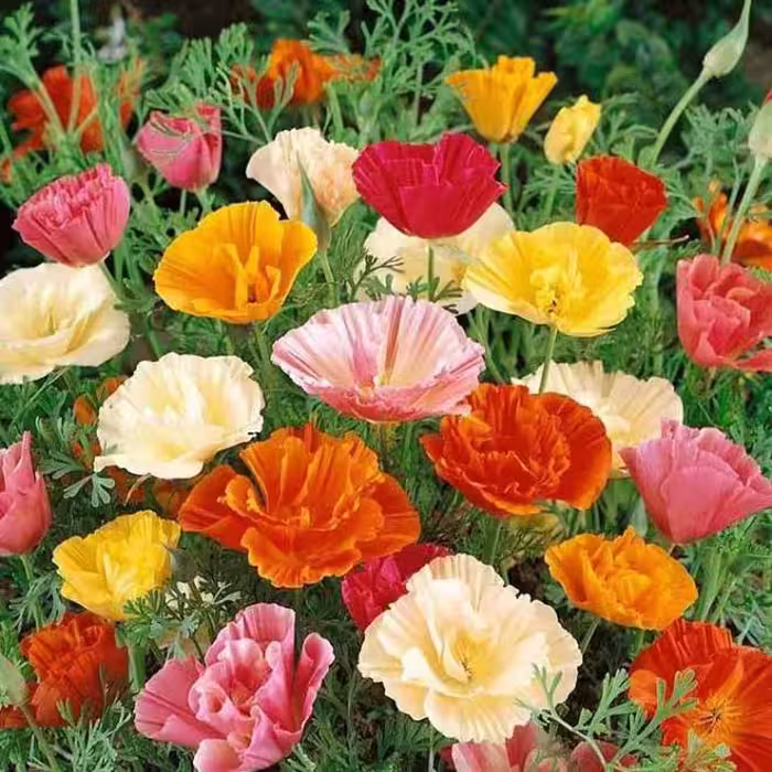 بذر شقایق کالیفرنیایی