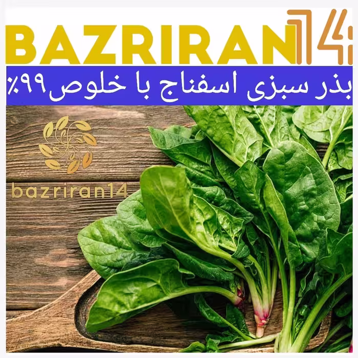 بذر سبزی اسفناج باکیفیت بسیار بالا