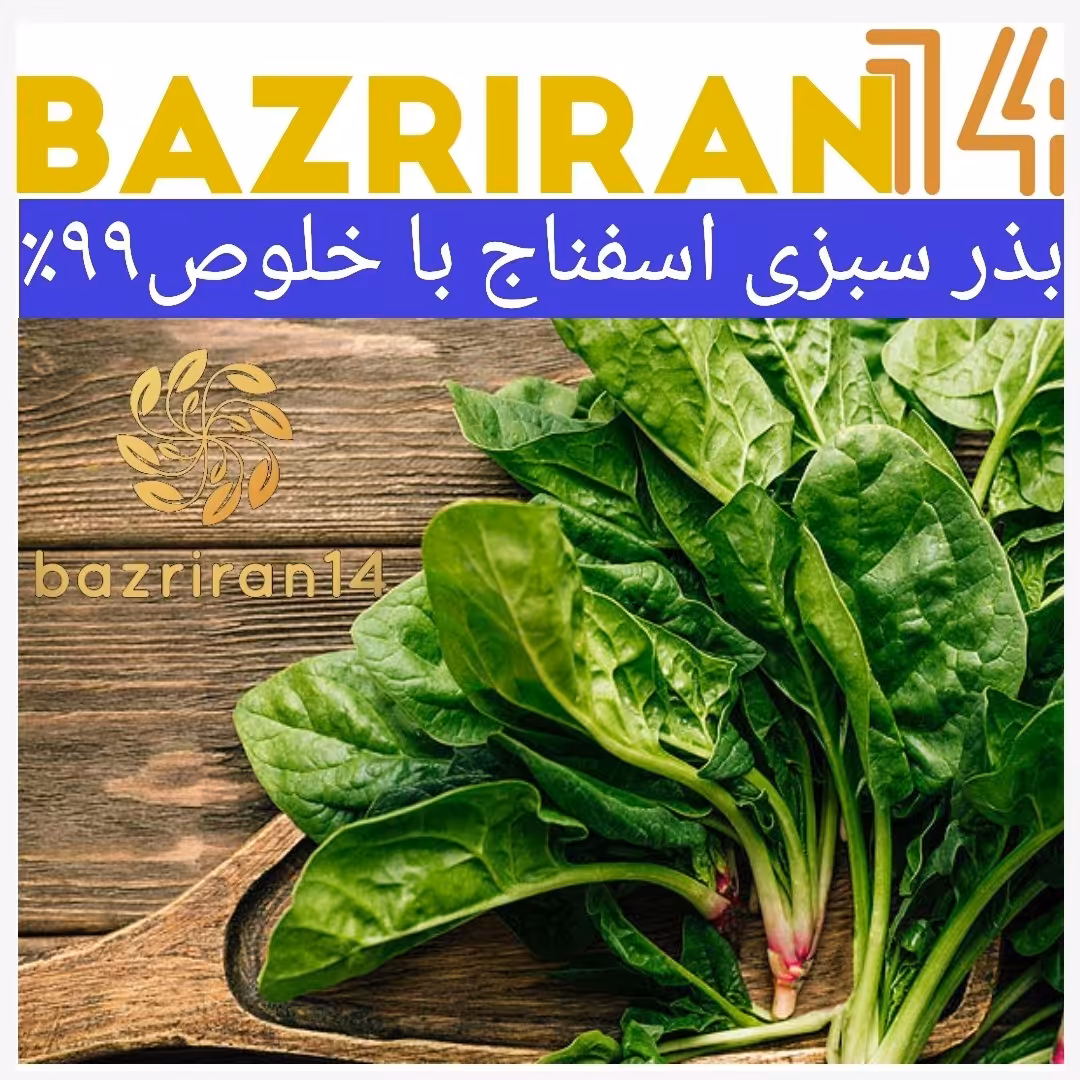 بذر سبزی اسفناج باکیفیت بسیار بالا