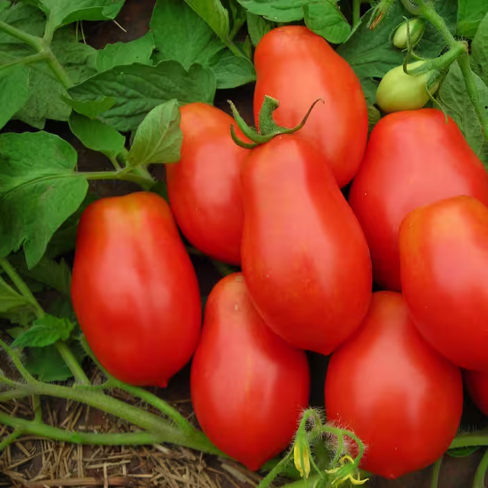 بذر گوجه فرنگی روم 20 عددی