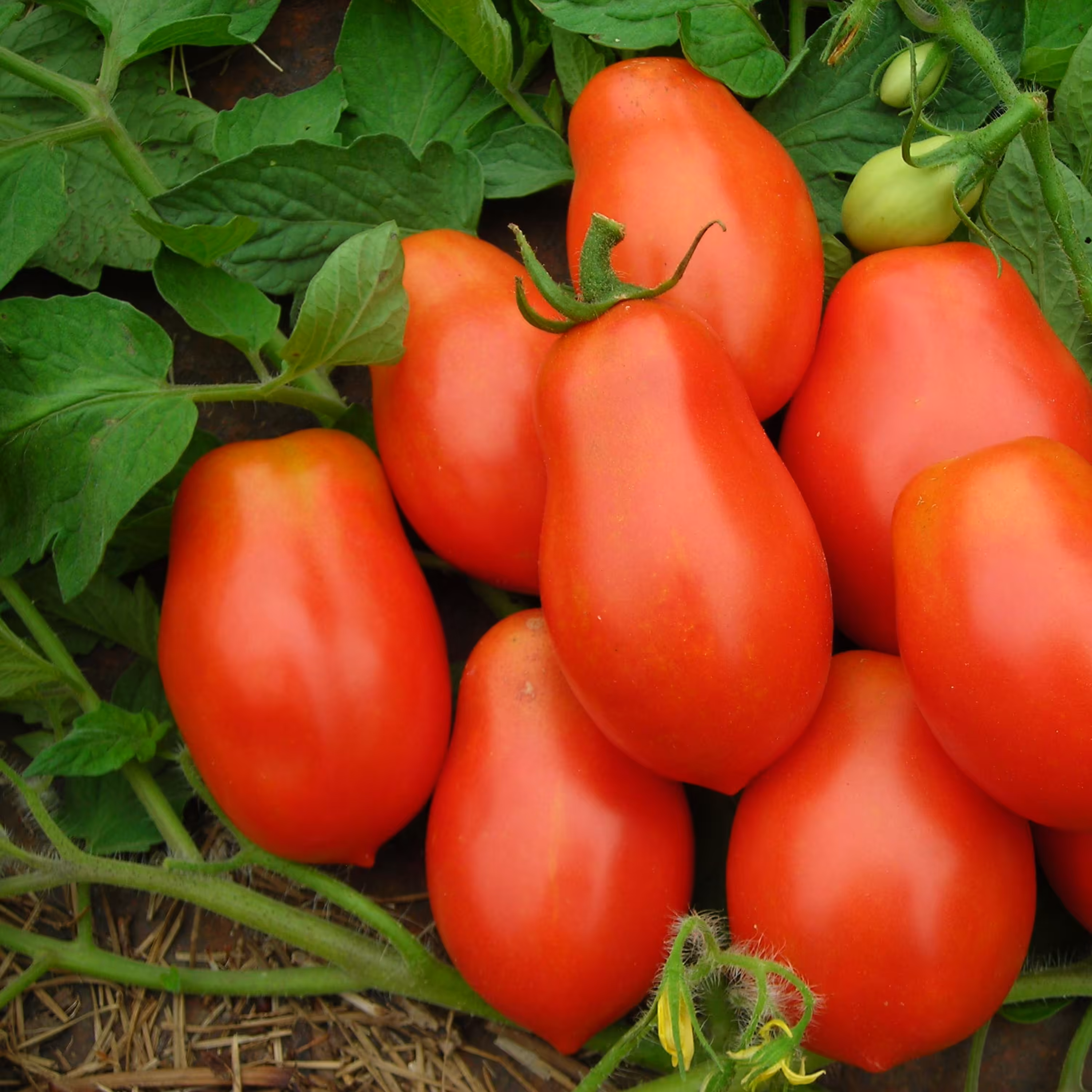 بذر گوجه فرنگی روم 20 عددی