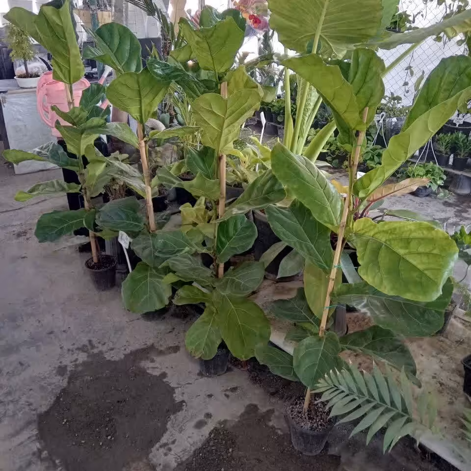 گل فیکوس لیراتا قد بلند و برگ پهن        