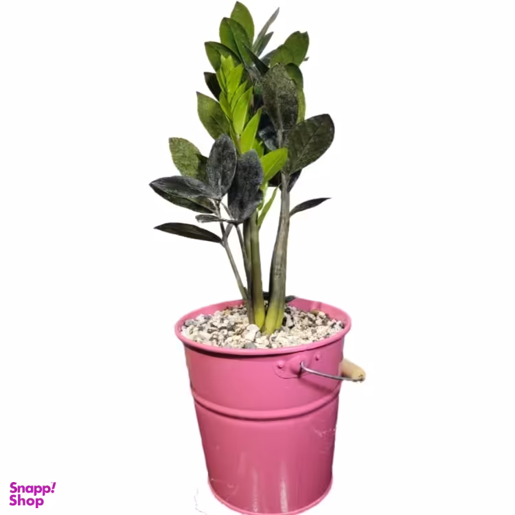 گیاه طبیعی زاموفیلیا مدل بلک