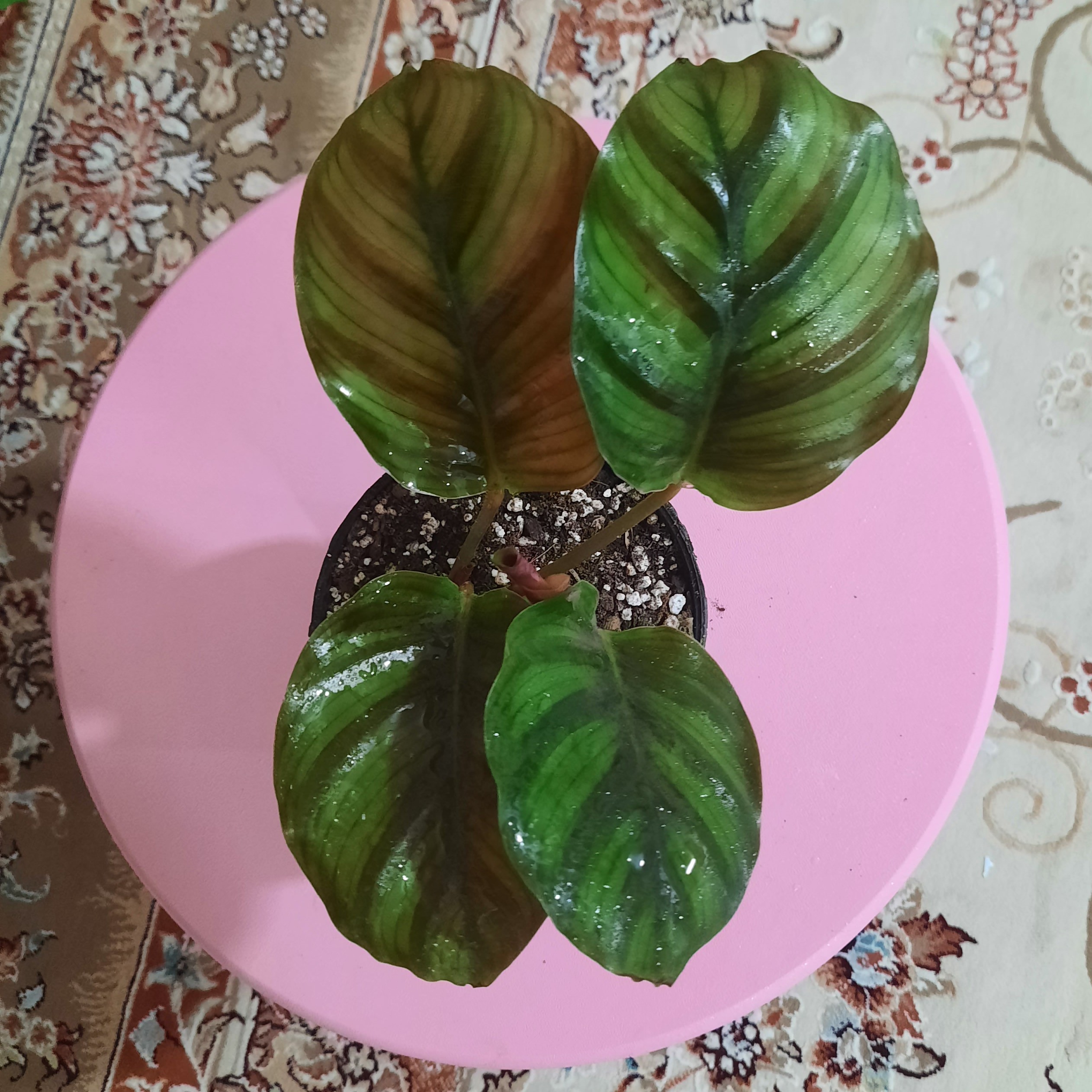 گل کالاته ا اوربیفولیا .دو بوته.4تا 6 برگی