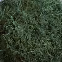 شوید خشک محلی اردستان