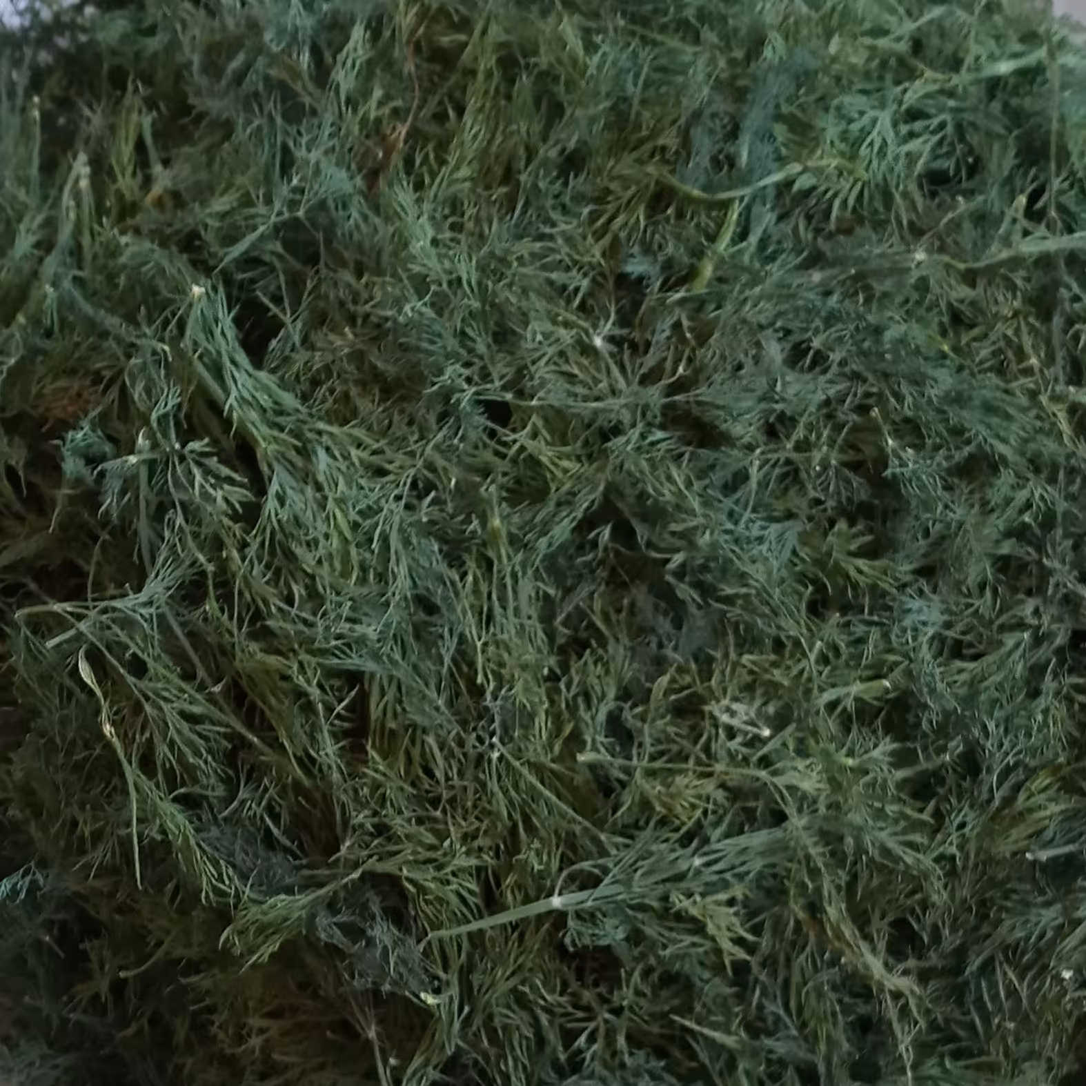 شوید خشک محلی اردستان