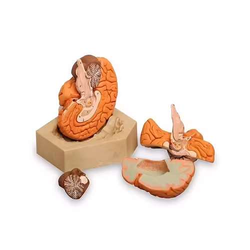 مولاژ مغز 4 قسمتی