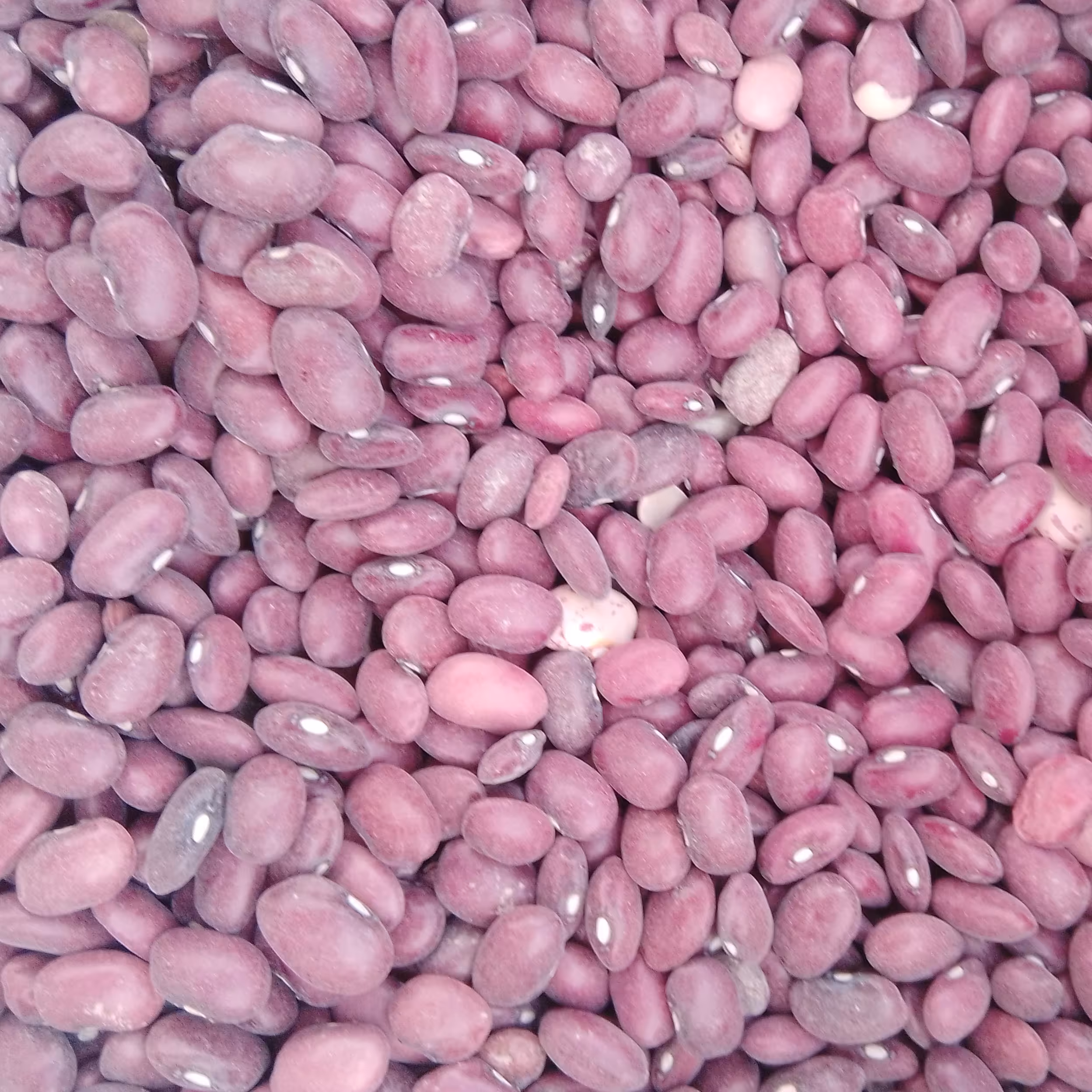 لوبیا قرمز 900گرم