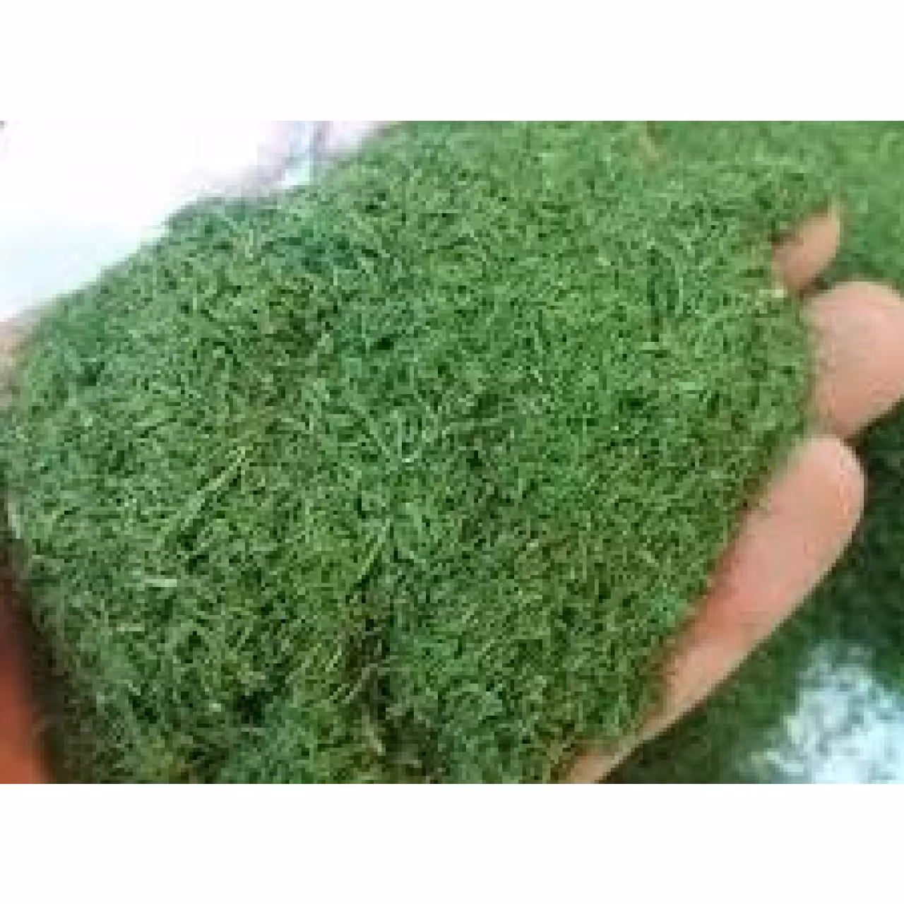 شوید خشک بسته 100 گرمی