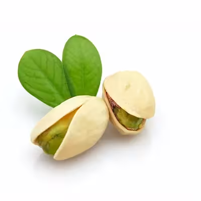 خرید نهال پسته نوق