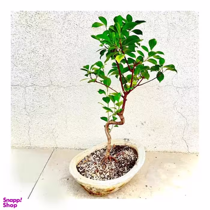گیاه طبیعی بنسای فیکوس رتوزا 6 به همراه گلدان