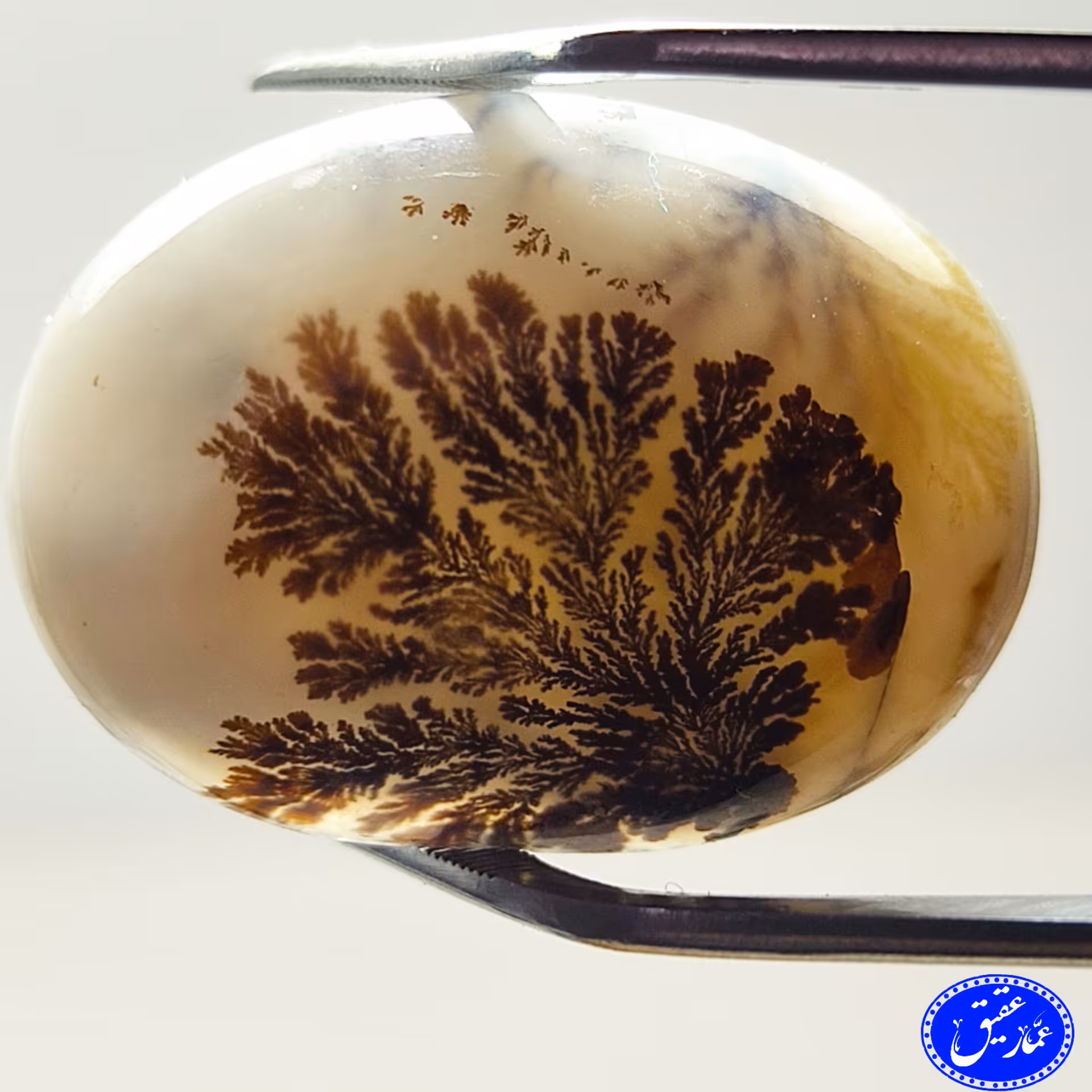 نگین عقیق شجر تک درخت پر شاخه