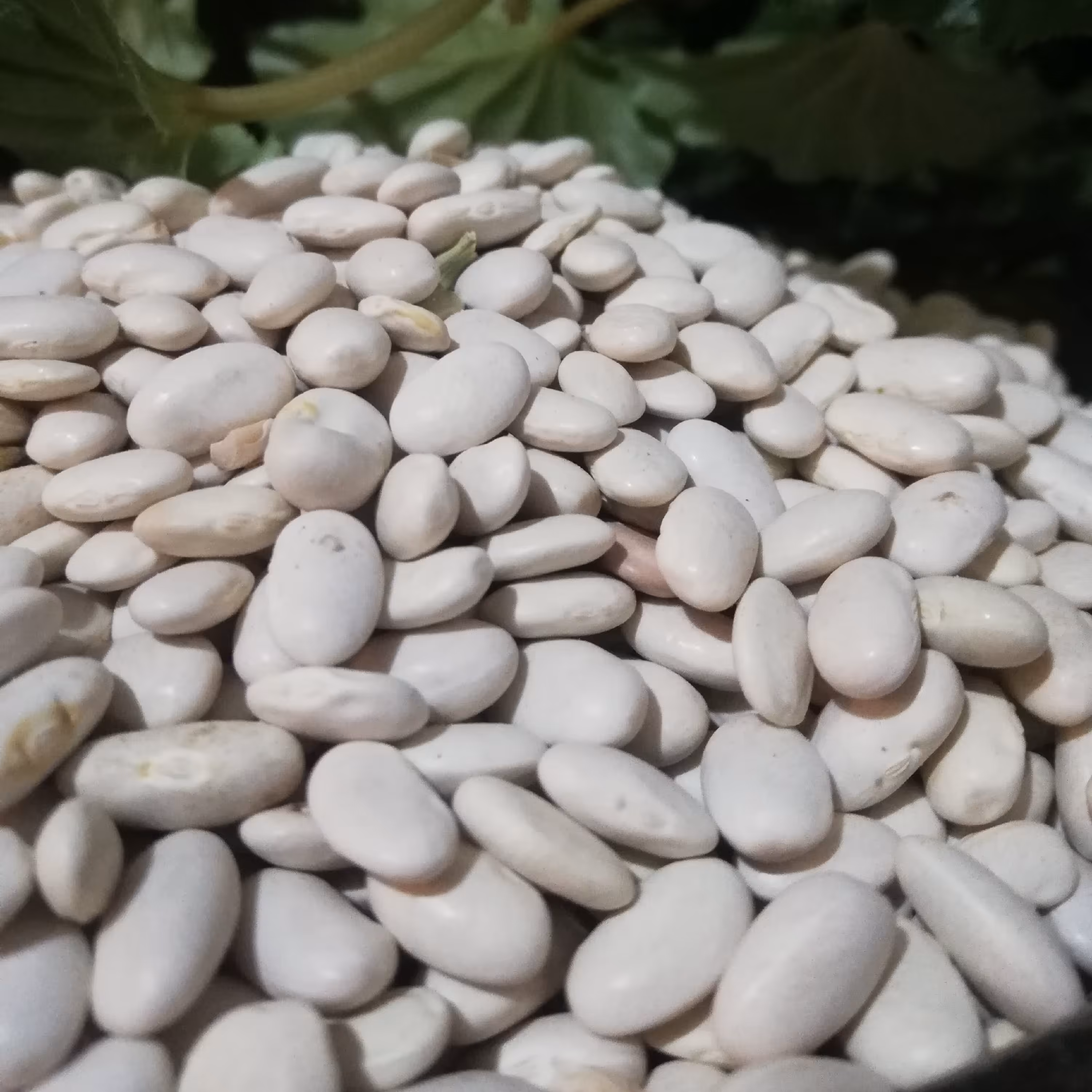 لوبیا سفید (2 کیلوگرمی)(ارسال رایگان)