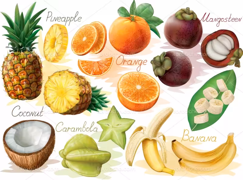 وکتور انواع میوه تازه با کیفیت | گرافیک با طعم تربچه