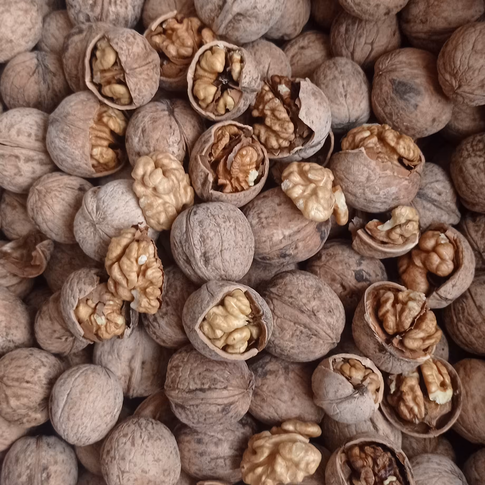 گردو با پوست اذرشهر