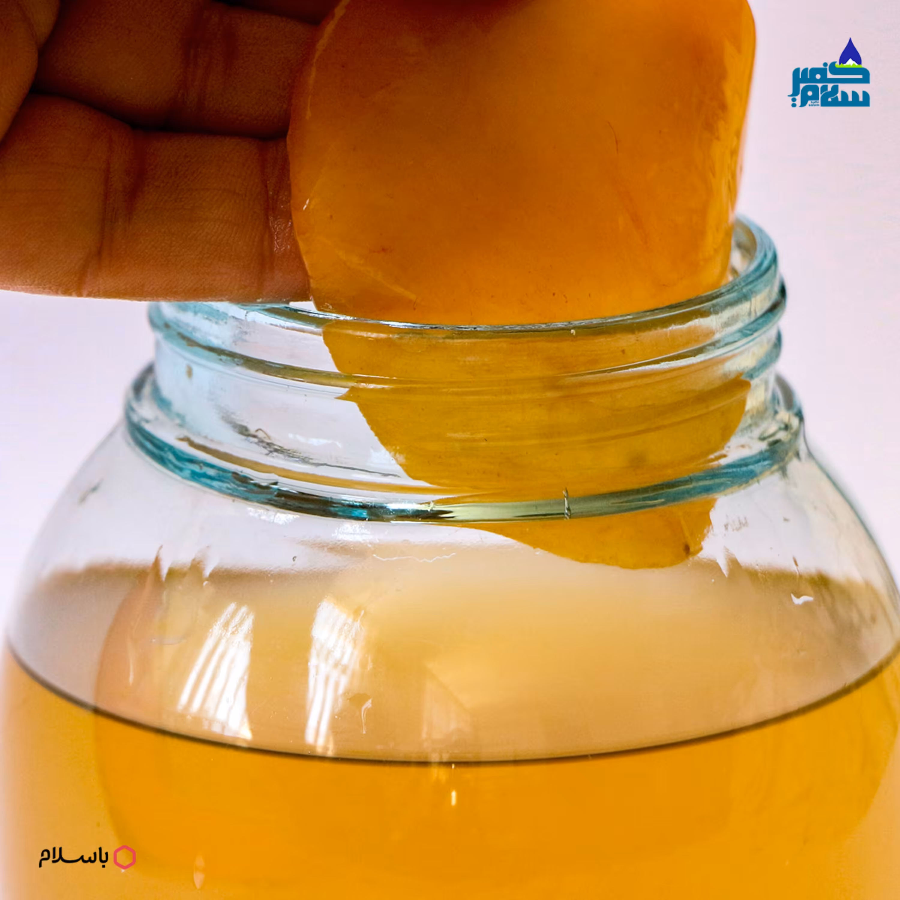 90 گرم قارچ  کامبوجا تازه و فعال به همراه  300 میلی لیتر شربت کامبوجا و آموزش رایگان 