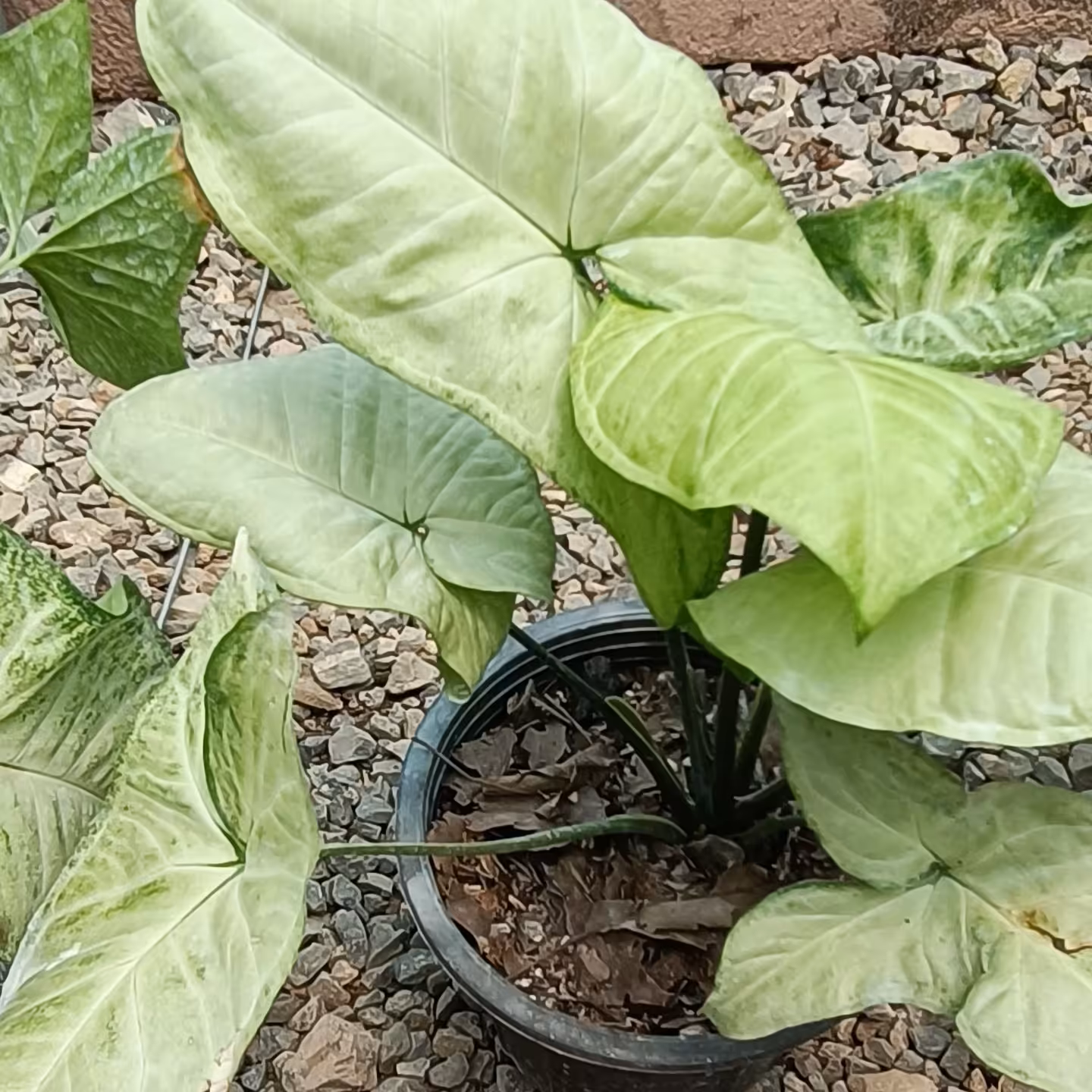 گل سینگینیوم،  گلدان 14، زیبا و با طراوت (هزینه ارسال پس کرایه) 