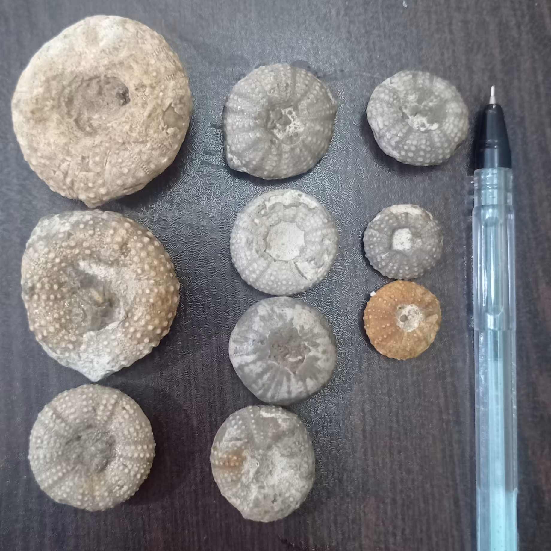 فسیل روزنه داران