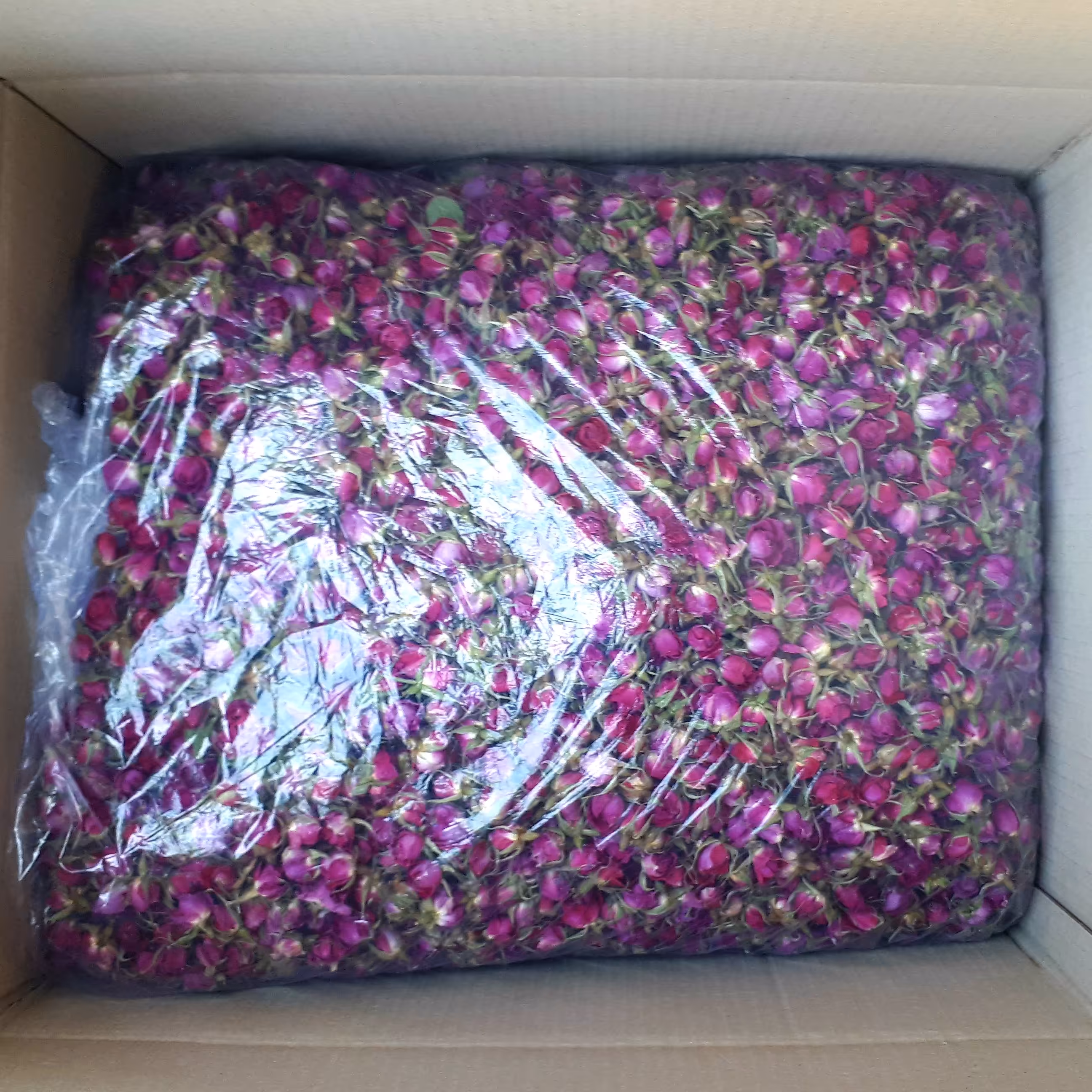 غنچه گل محمدی اصل لاله زار درشت و با کیفیت 