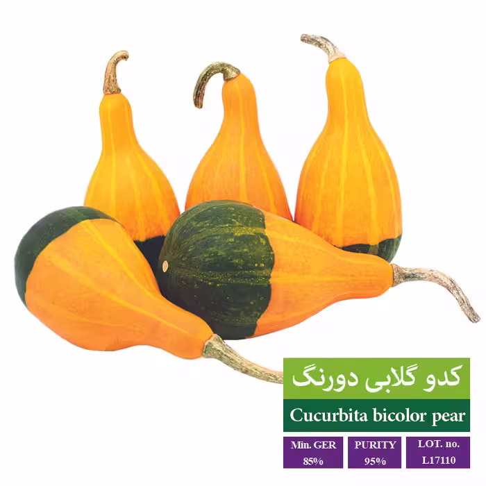 بذر کدو گلابی دورنگ - بذر طلایی رویان