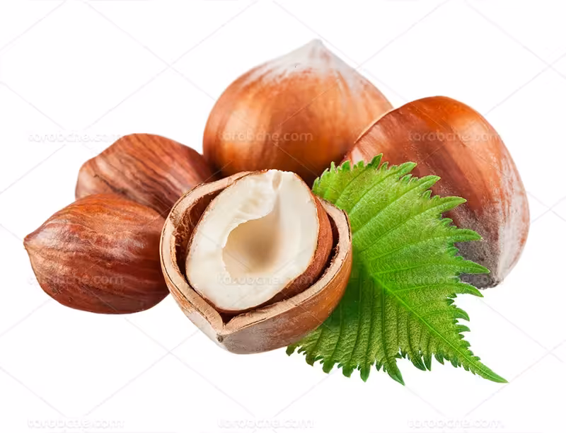 عکس فندق تازه با برگ | گرافیک با طعم تربچه