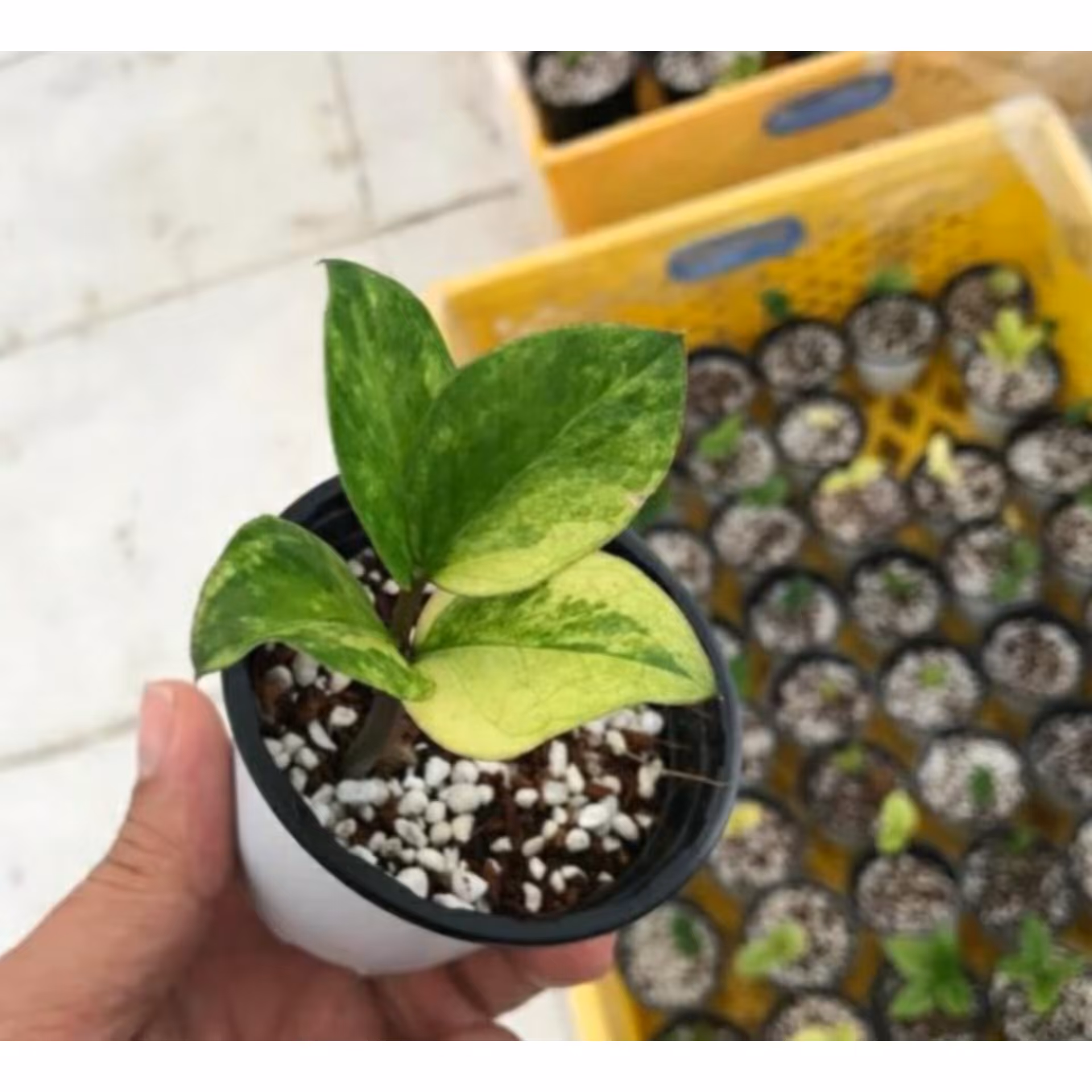 گل زاموفیلیا ابلق درجه یک کیفیت کشت بافت قیمت مناسب