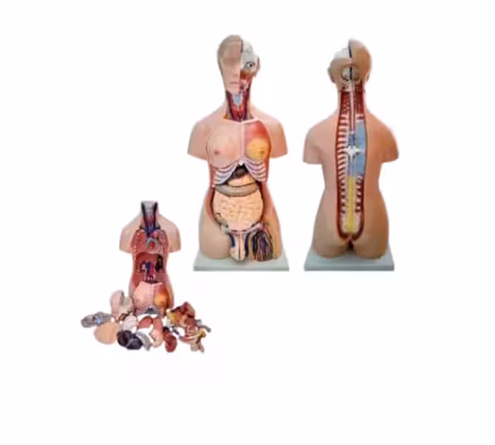 مولاژ نیم تنه 23 قسمتی مرد و زن