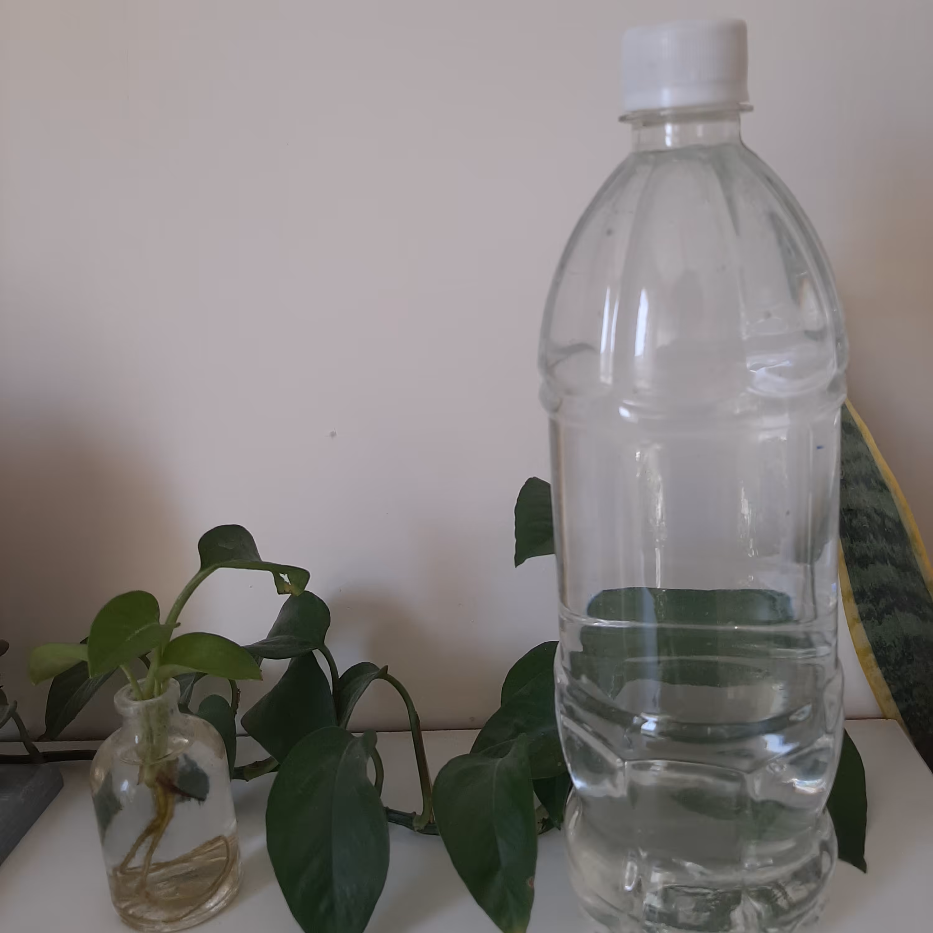 عرق کاسنی خالص و طبیعی  1 لیتری