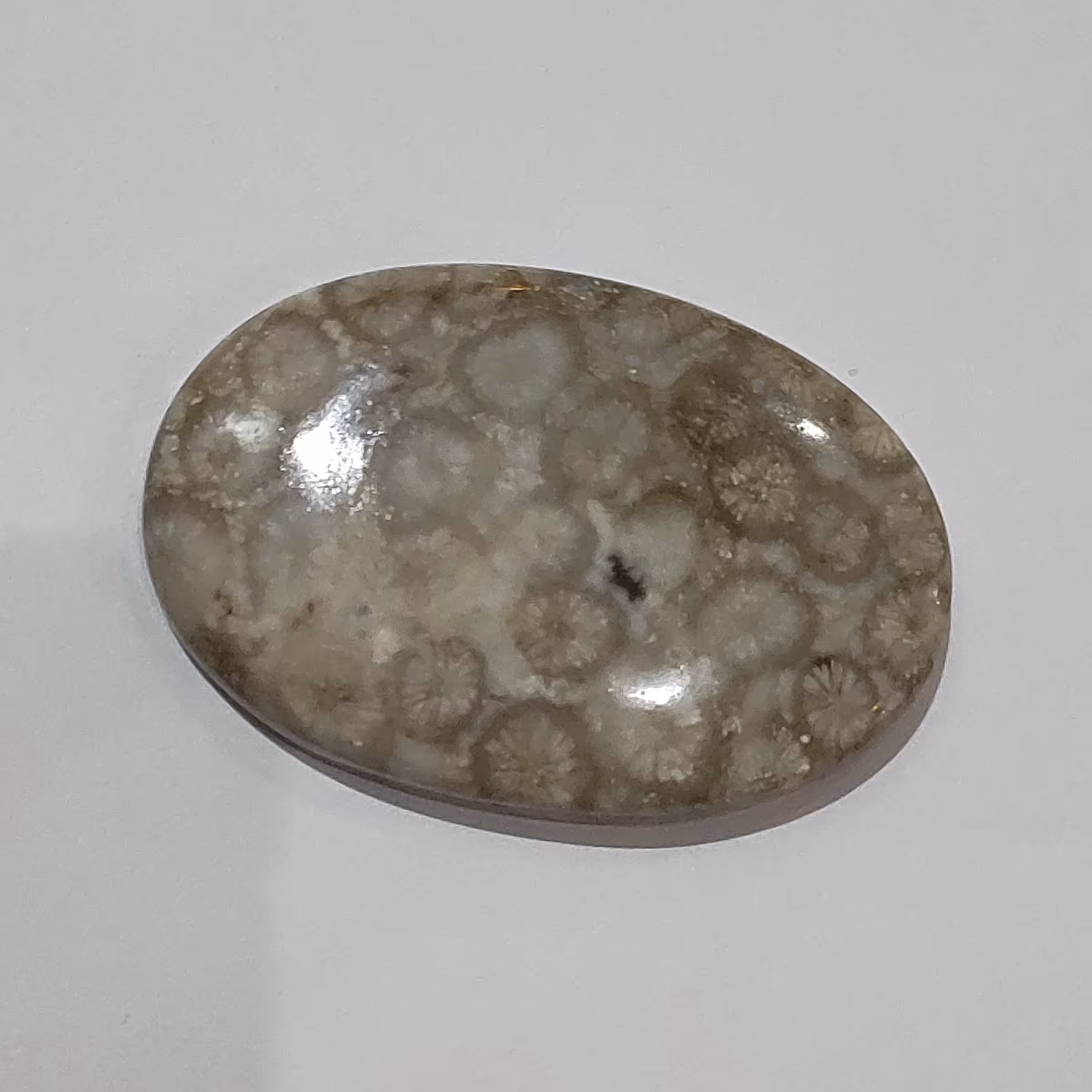 سنگ فسیل مرجان طبیعی و اصل با نقش عالی قدمت بالا  کلکسیونی کد کالا w18