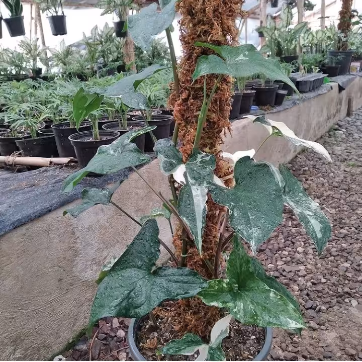 سینگونیوم ابلق 