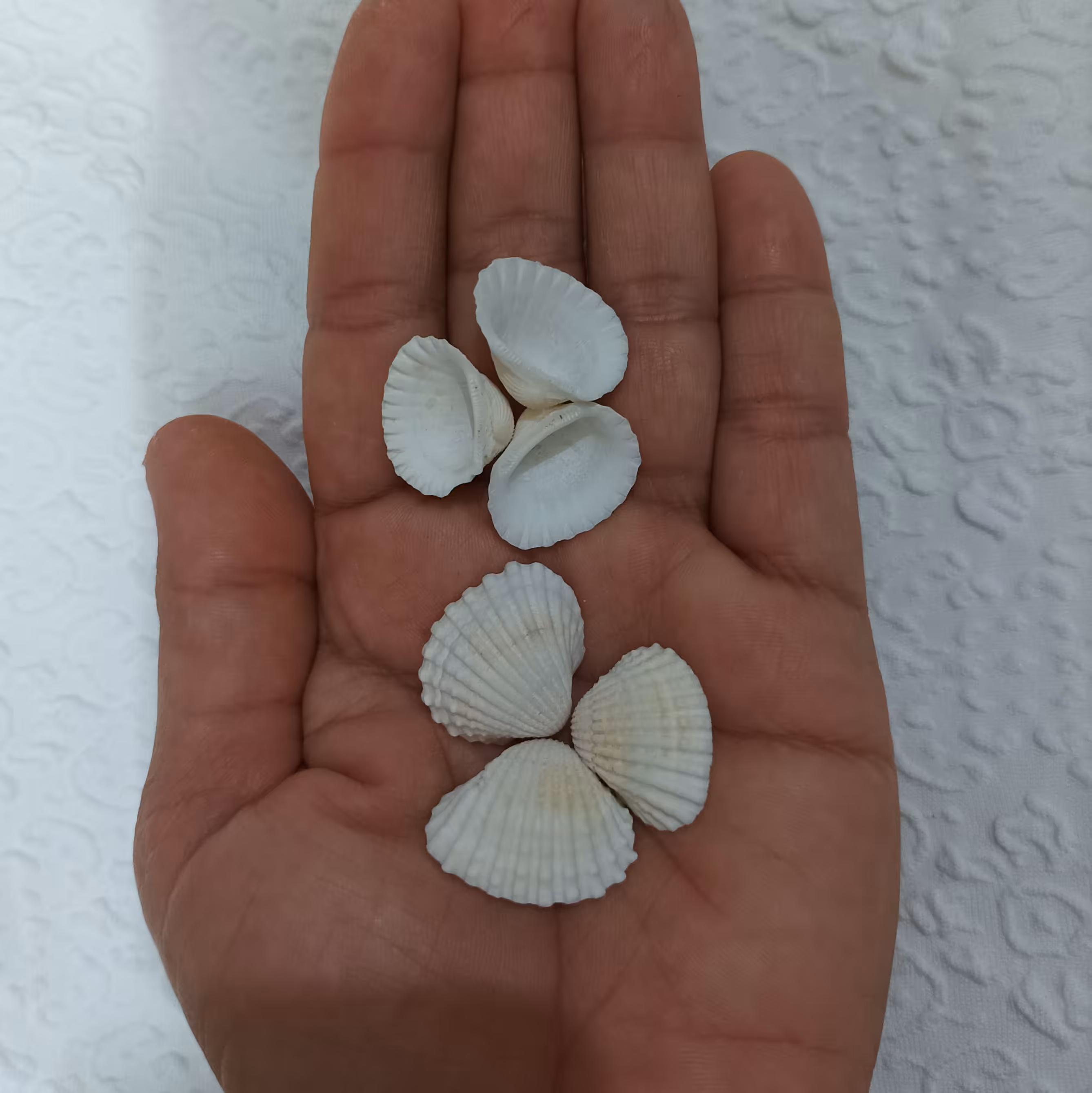 10عدد کفه ای زیبای بادبانی کوچک مناسب شمع ، رزین، کارهای هنری 