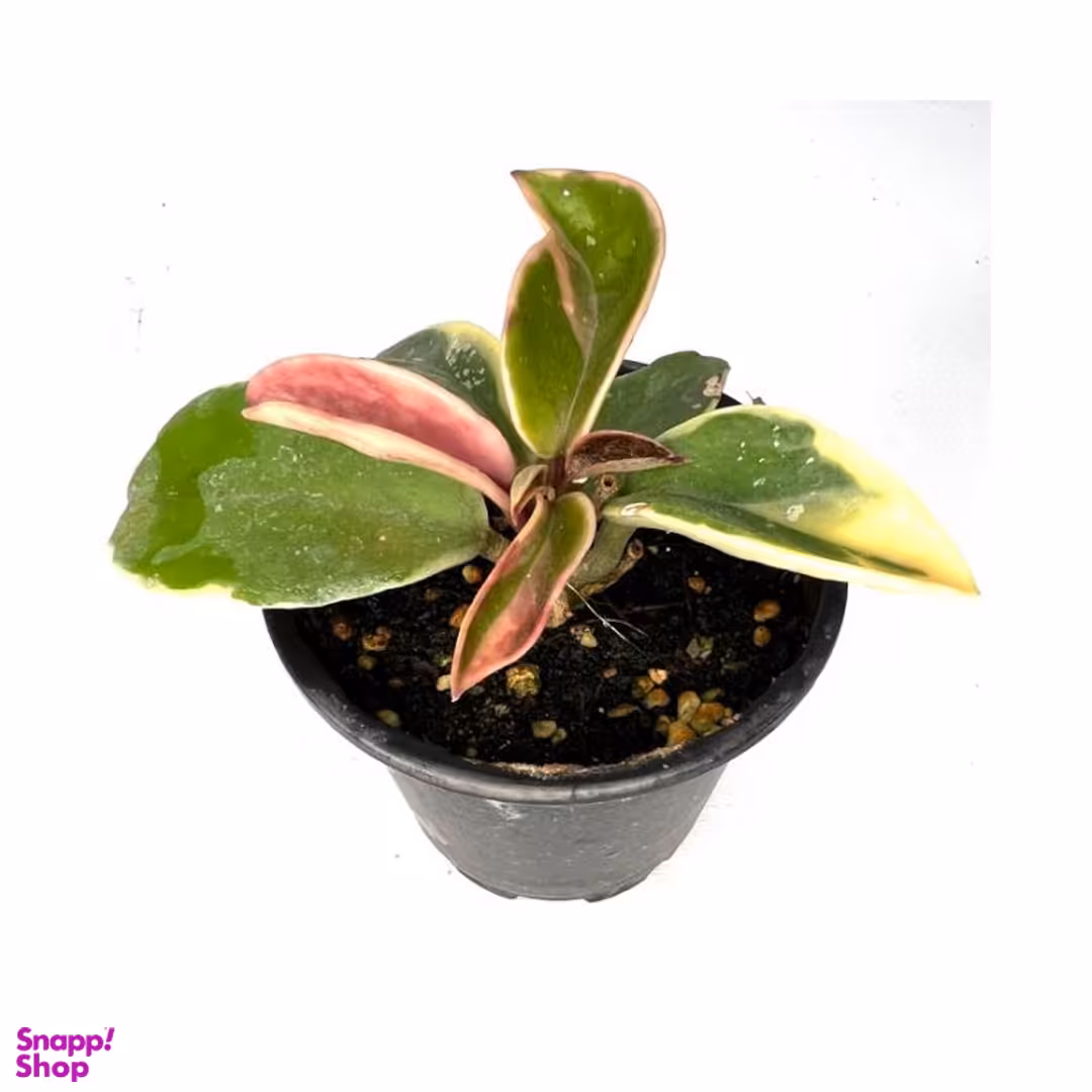 گلدان طبیعی هویا کریمسون کویین