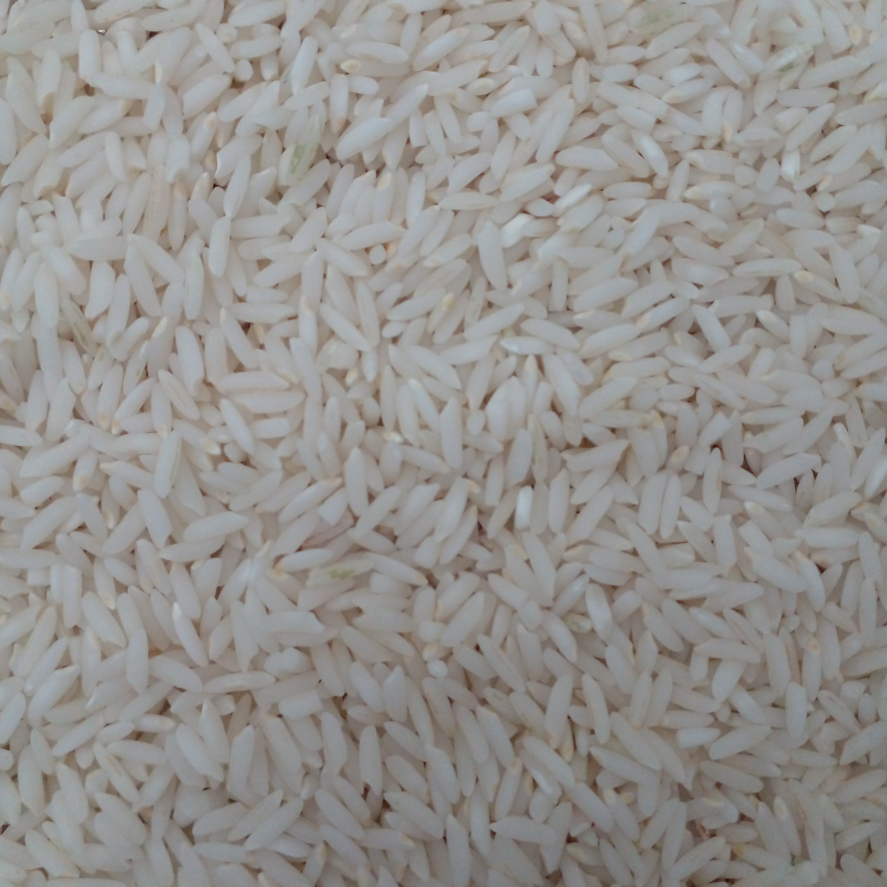 برنج عنبربو ارگانیک پاک شده فوق ممتاز عنبربو فروش ویژه مدت محدود