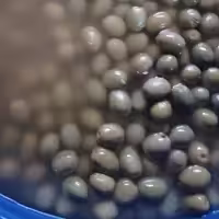 زیتون شور 1کیلویی امساله