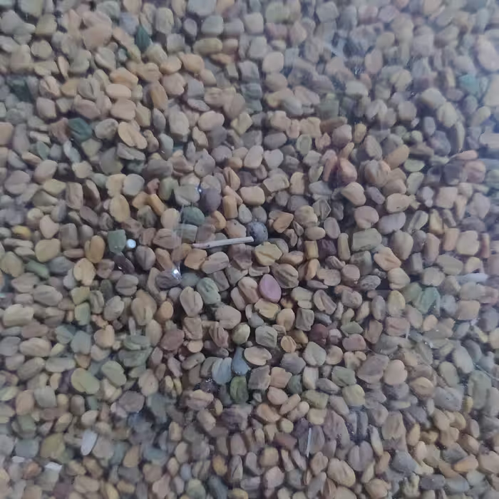 بذر شنبلیله