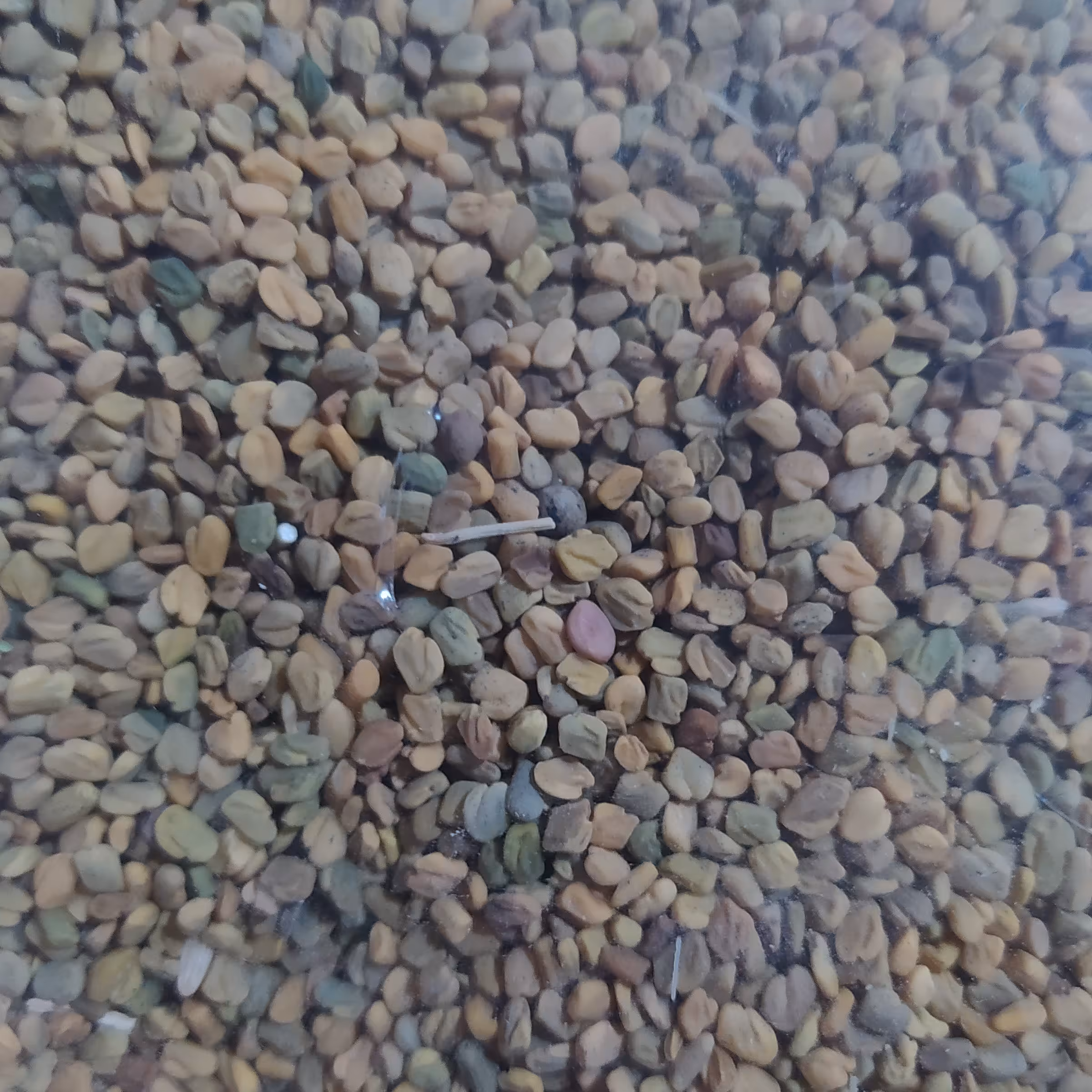 بذر شنبلیله