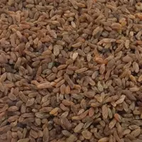 کشمش سبز قلمی  درجه یک کاشمر  1000 گرمی