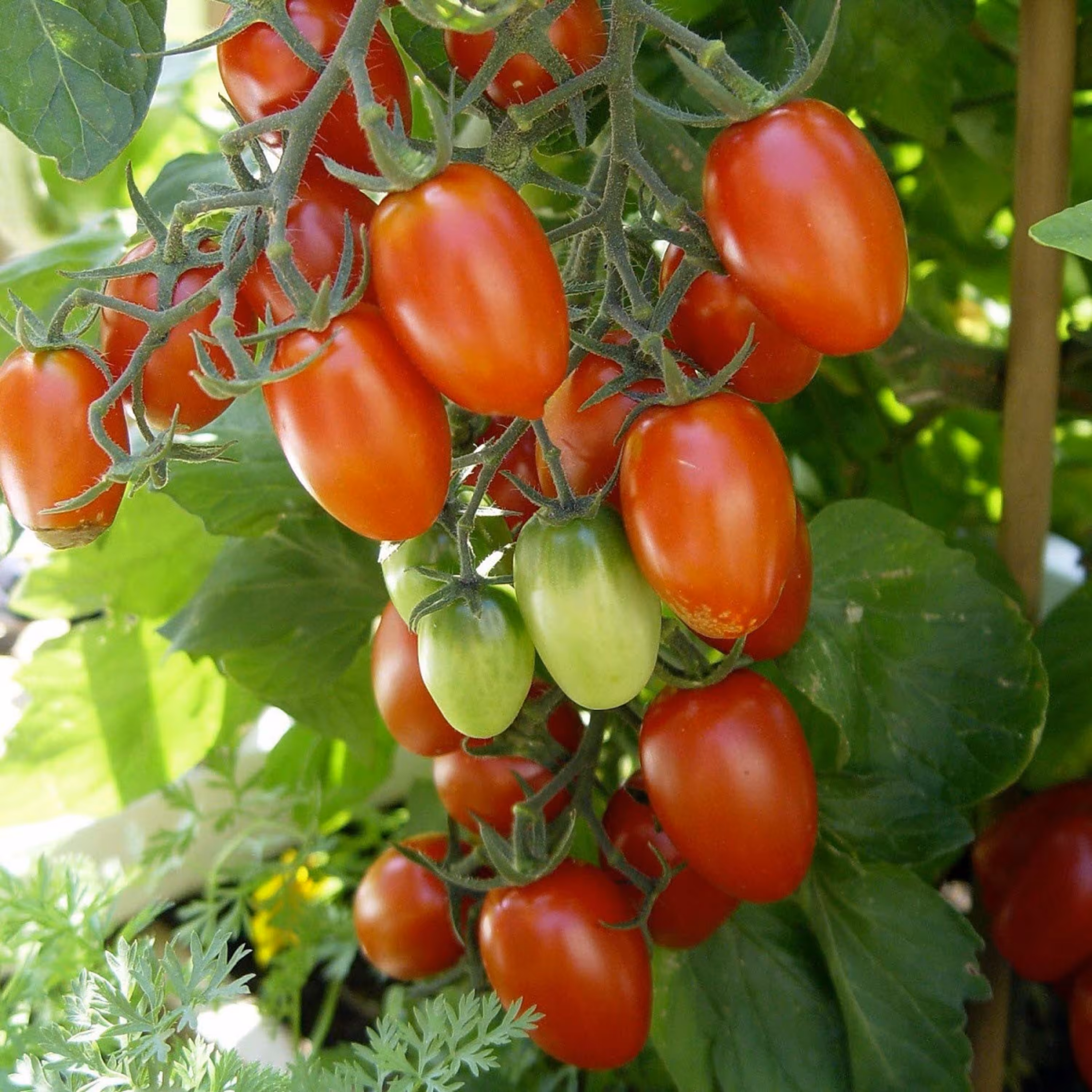 بذر گوجه زیتونی قرمز درشت درختی
