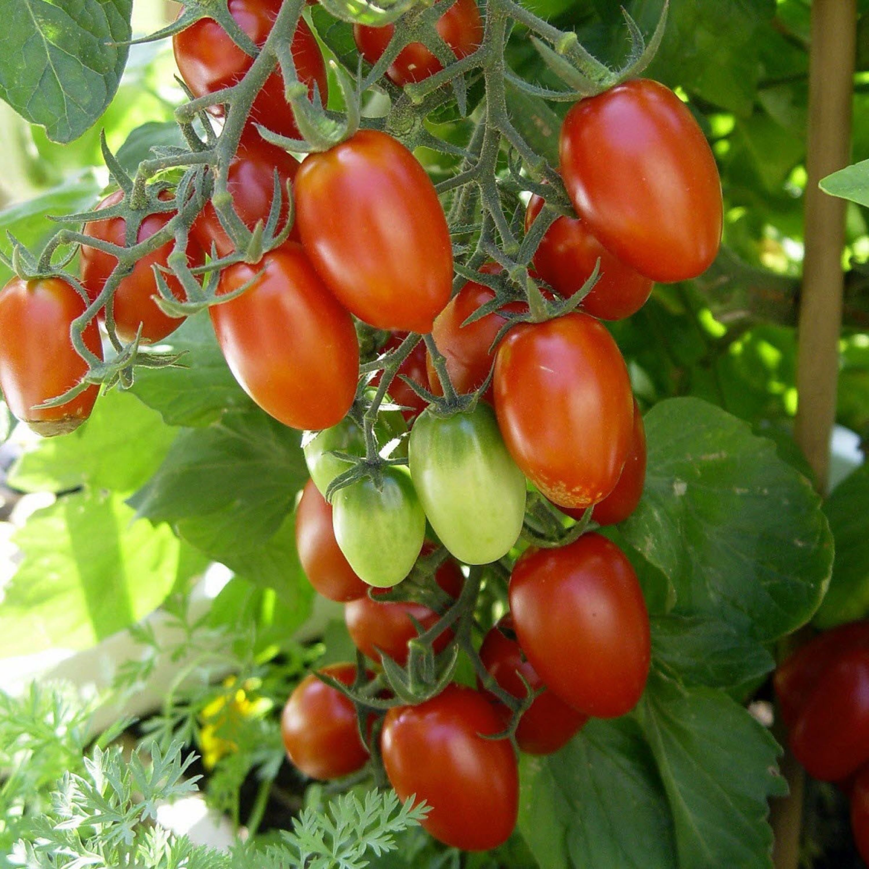 بذر گوجه زیتونی قرمز درشت درختی