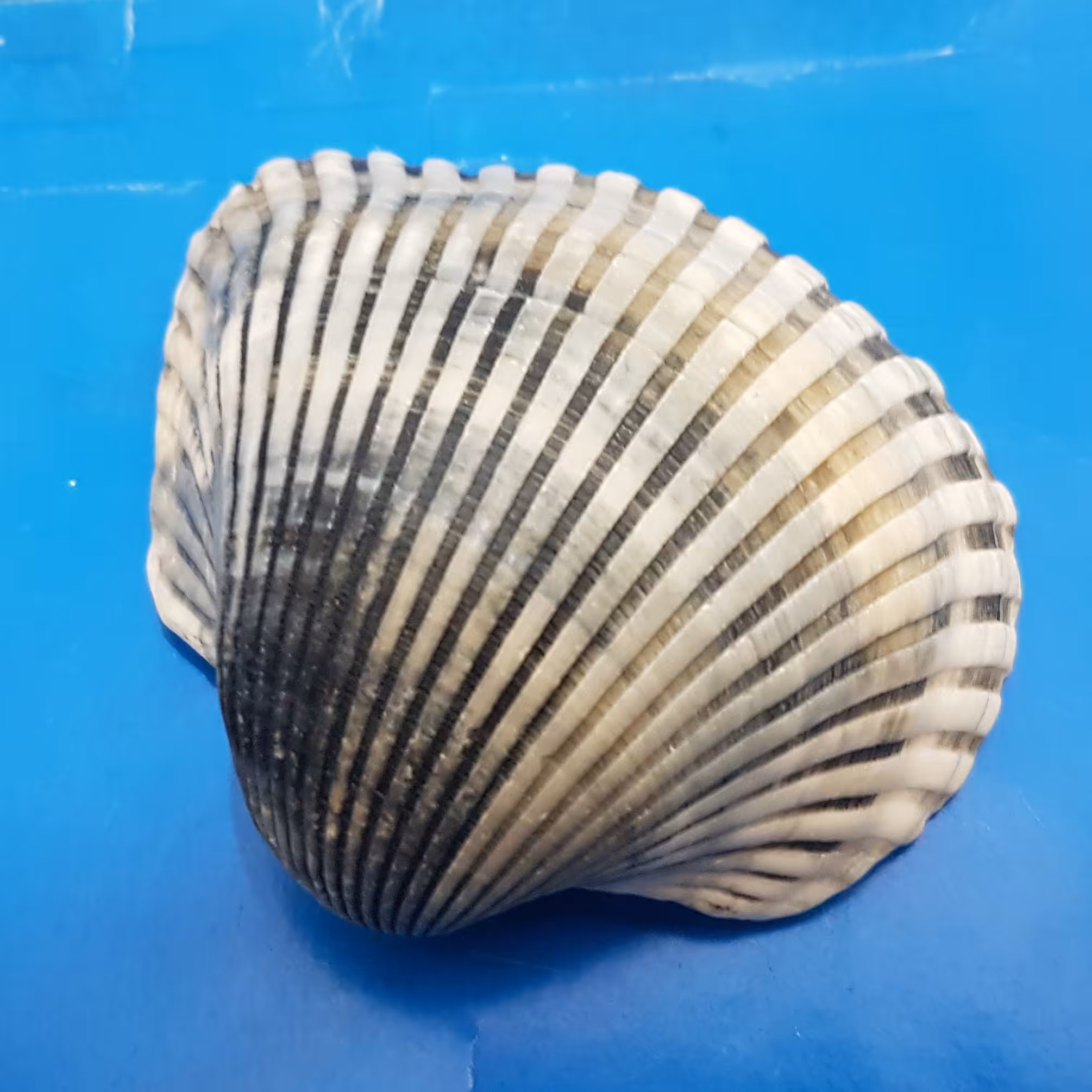 صدف کفه ای بزرگ 8_9سانتی (عددی)