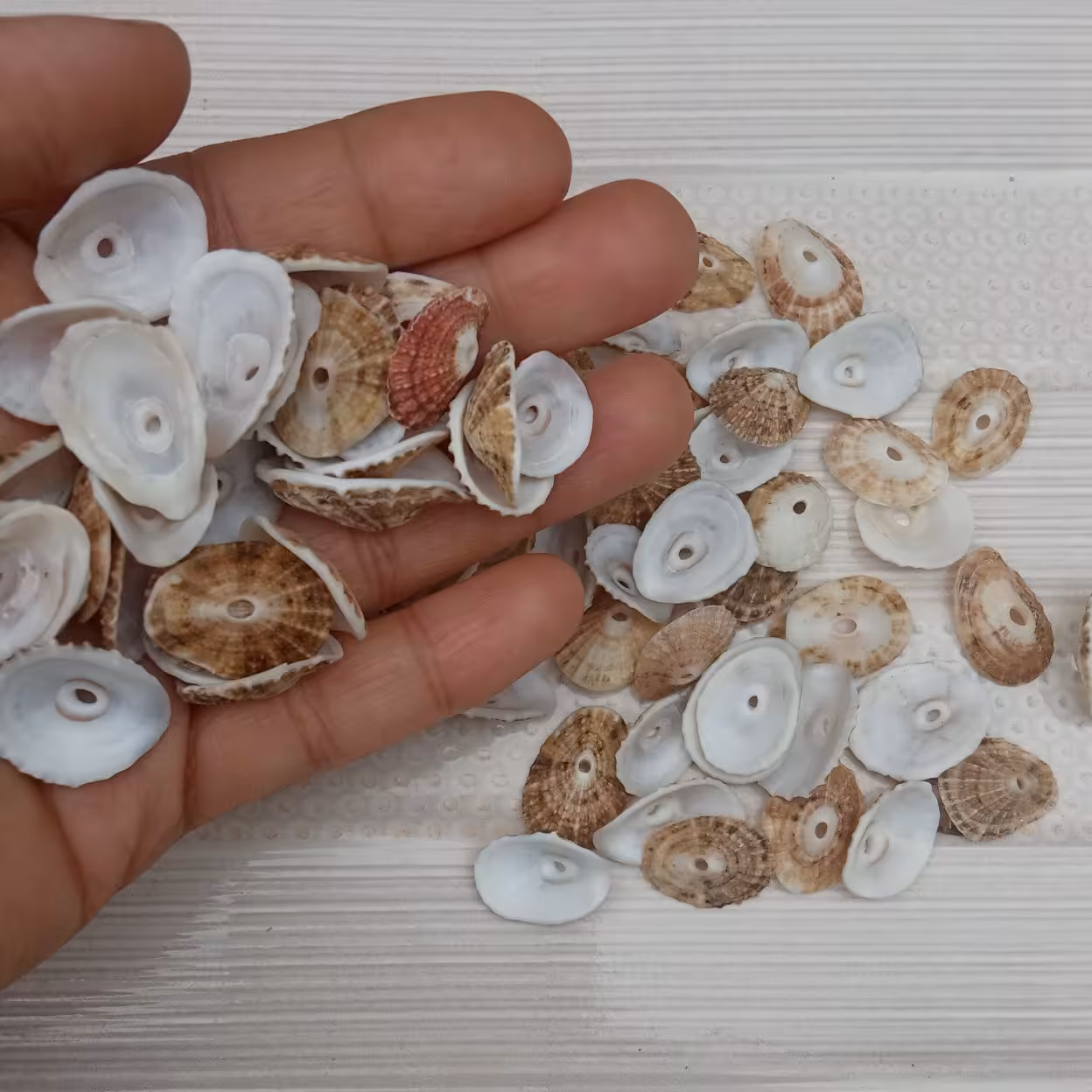 صدف حفره دار طبیعی