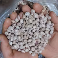 لوبیا چیتی پنج کیلو گرمی